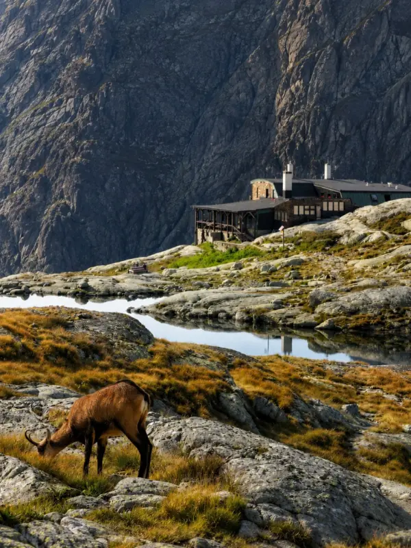 terys hutte