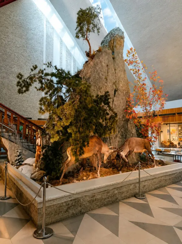 tanap muzeum
